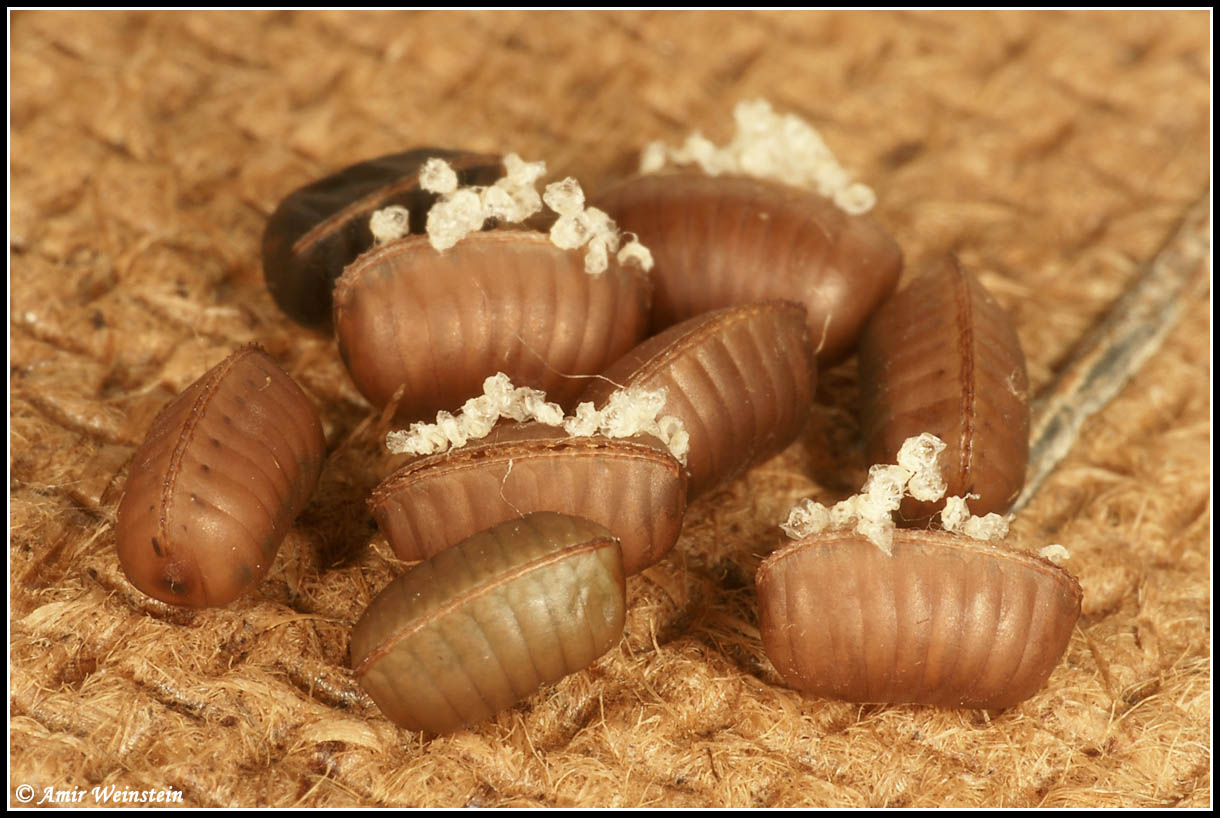 Supella longipalpa - oothecae